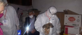 Yaralanan 3 Köpek Özel İzinle İstanbula götürüldü